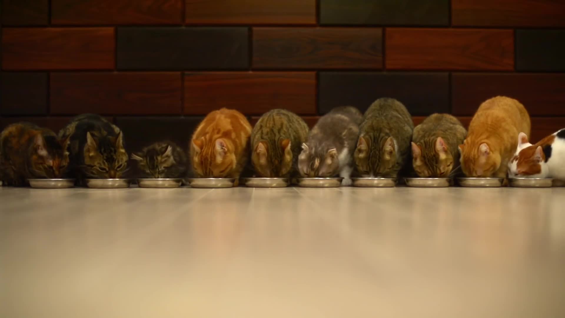 Download 10 Cats vs Food HD LIve Wallpaper