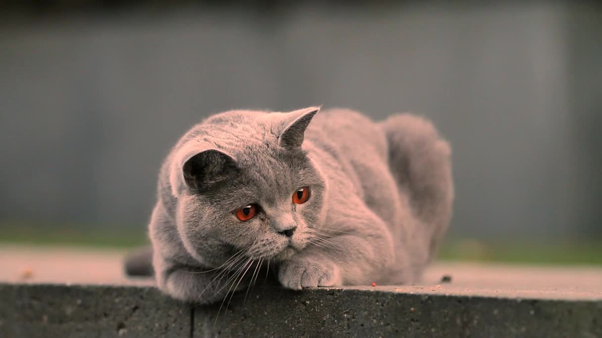 Download Lazy Grey Cat HD Live Wallpaper