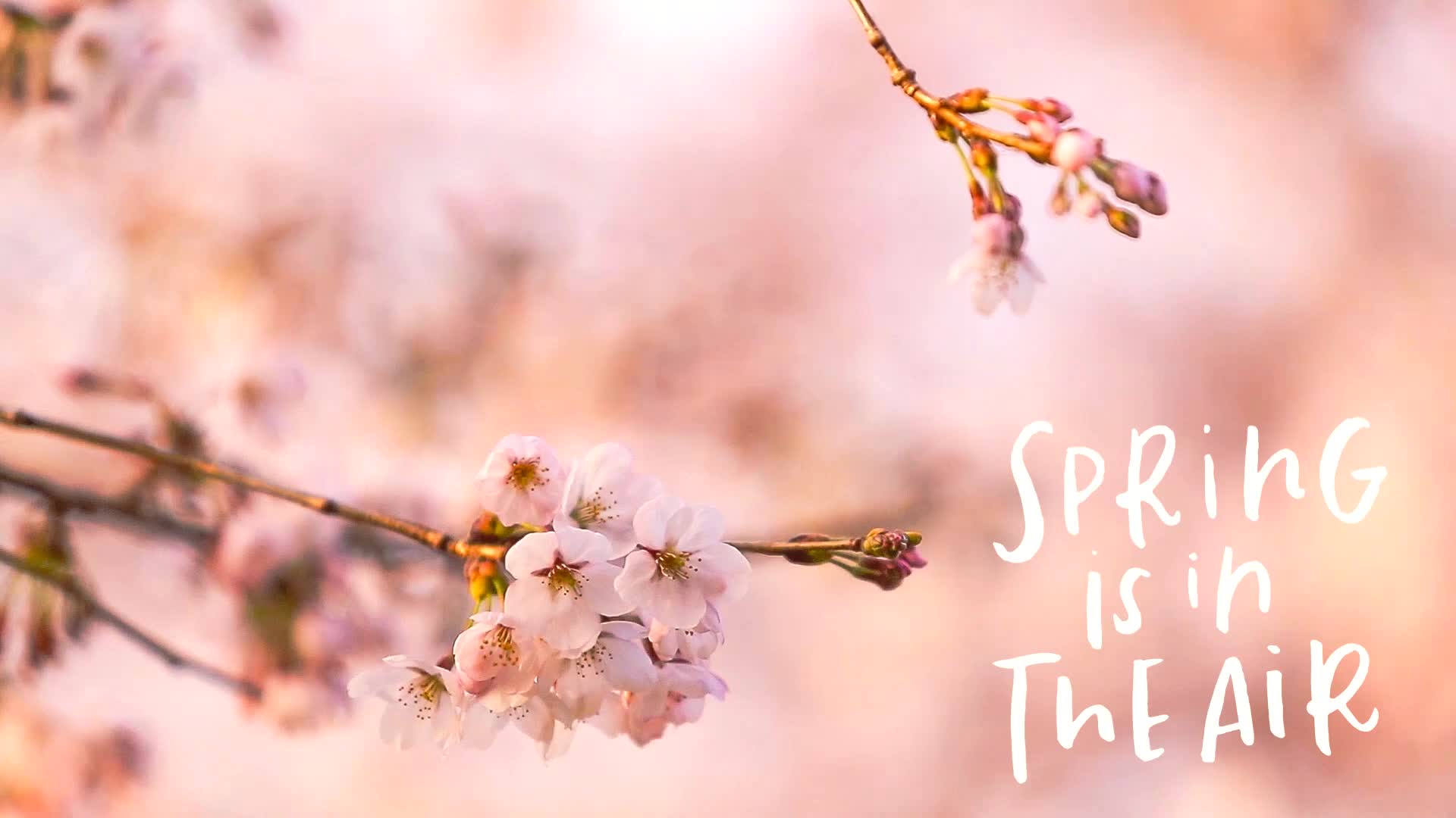 Download Spring is in the Air Live Wallpaper HD