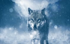 Download Wolf Stare In The Snow Live Wallpaper