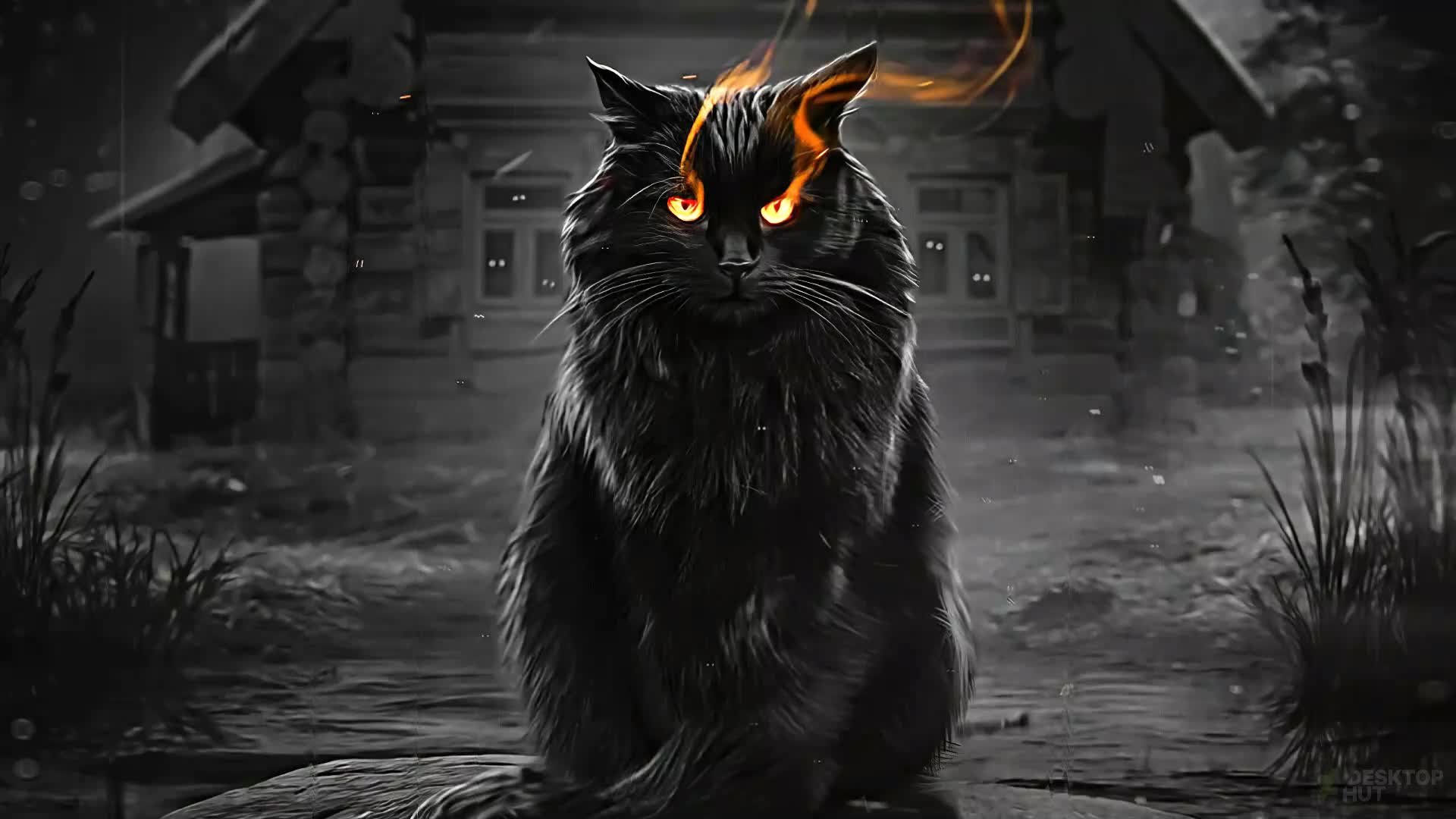 Download Dark Black Cat in Rain Live Wallpaper