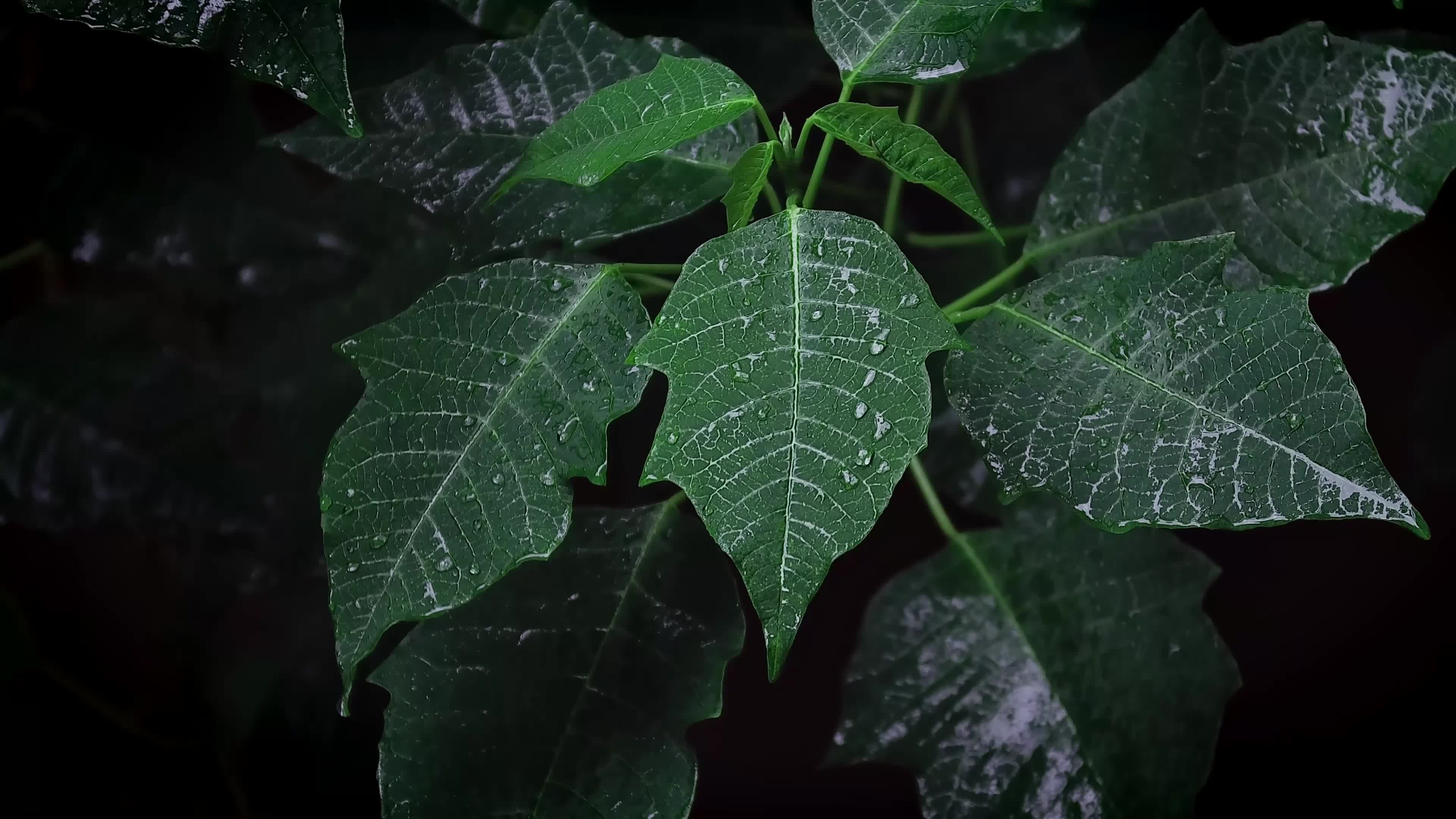 Download Green Leafs in Black Background Live Wallpaper