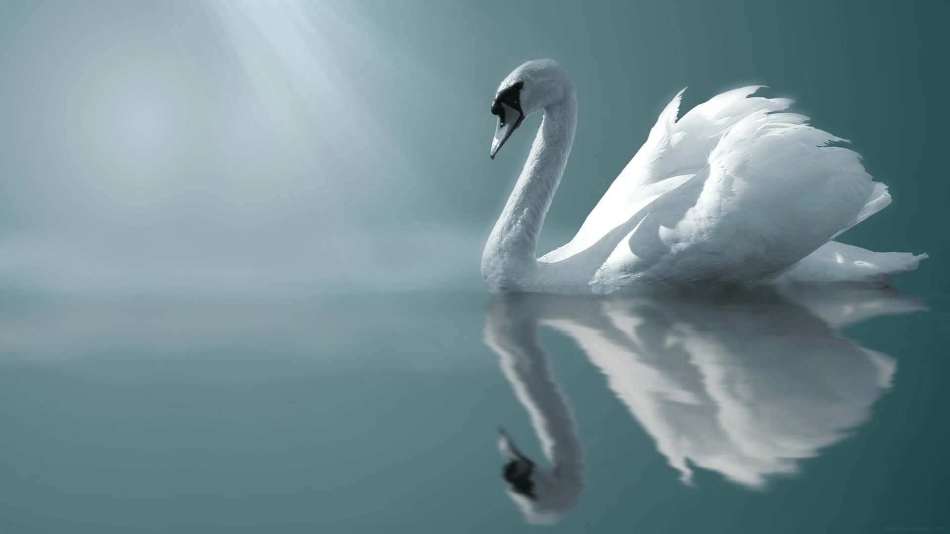 Download Desktop Animated Swan Live Wallpaper