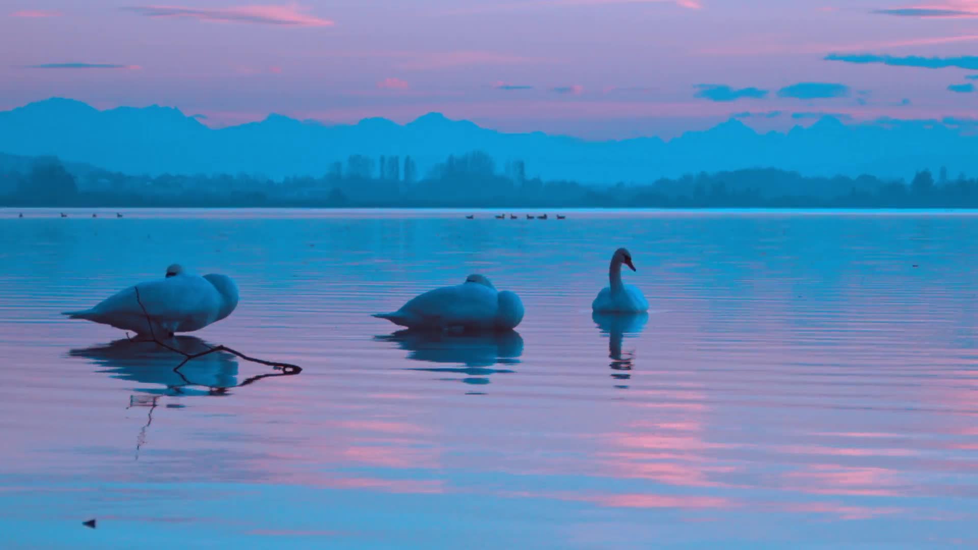 Download Three Swans PC Live Wallpaper