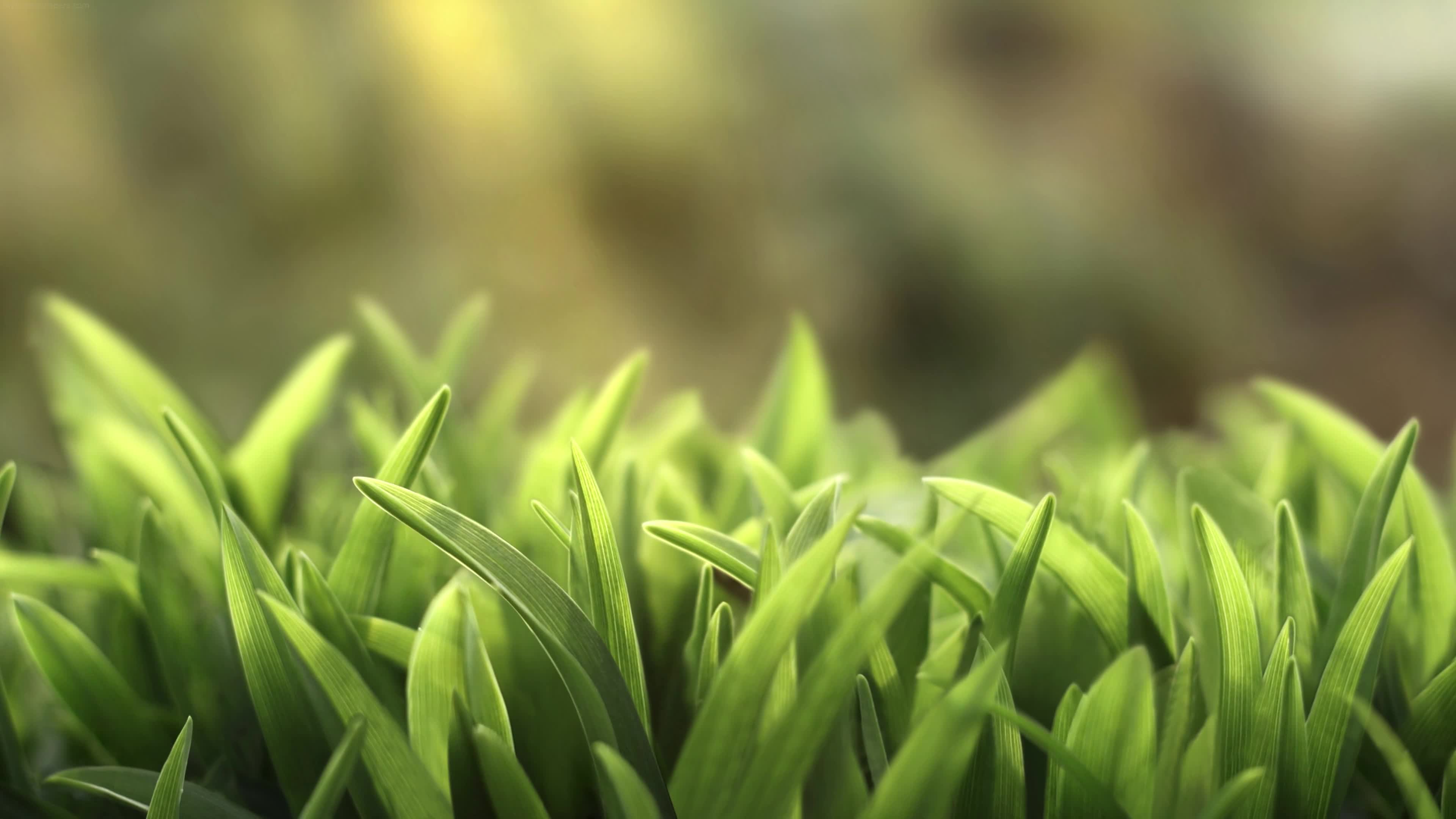 Download PC Grass 4K Live Wallpaper