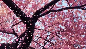 Cherry Blossom Animated Wallpaper - DesktopHut
