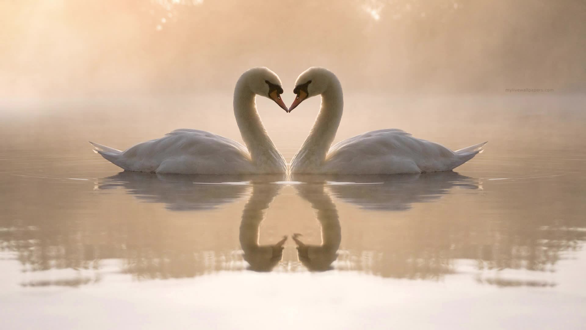 Download PC Swans Live Wallpaper