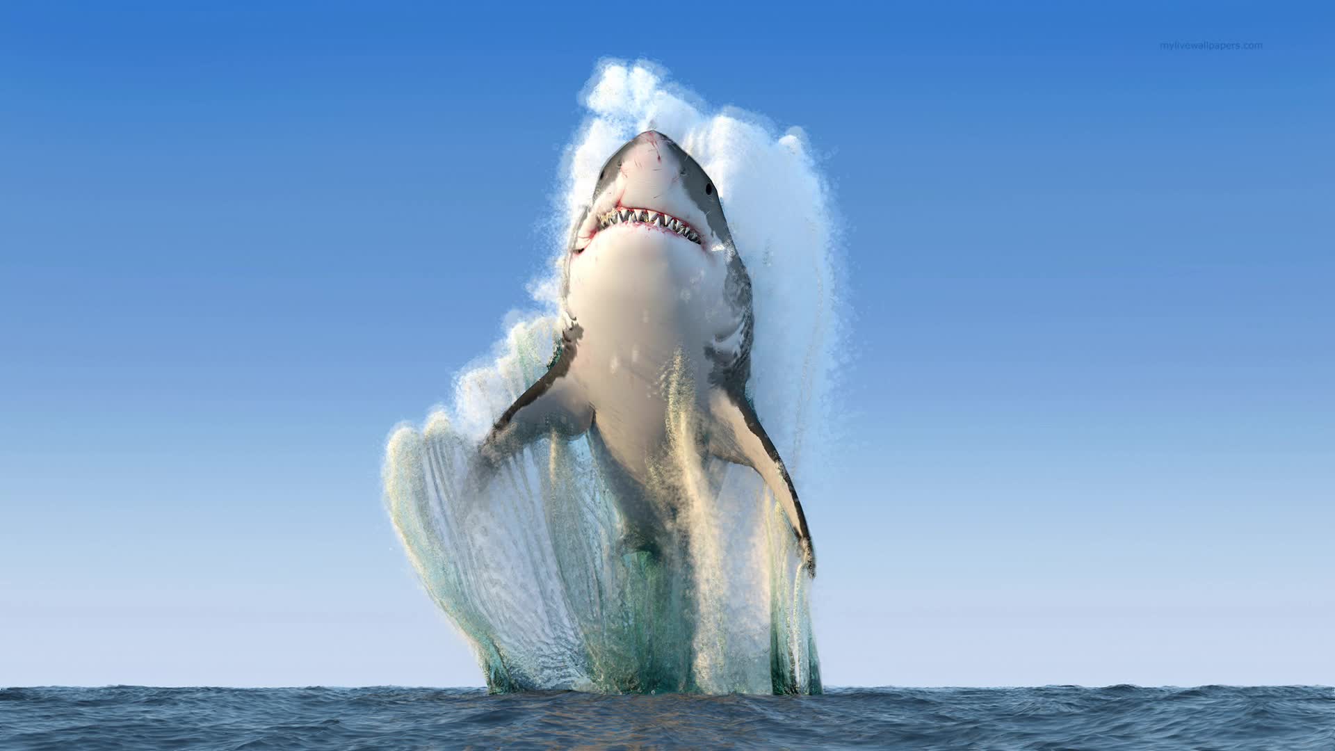 Download PC Shark Leap Live Wallpaper