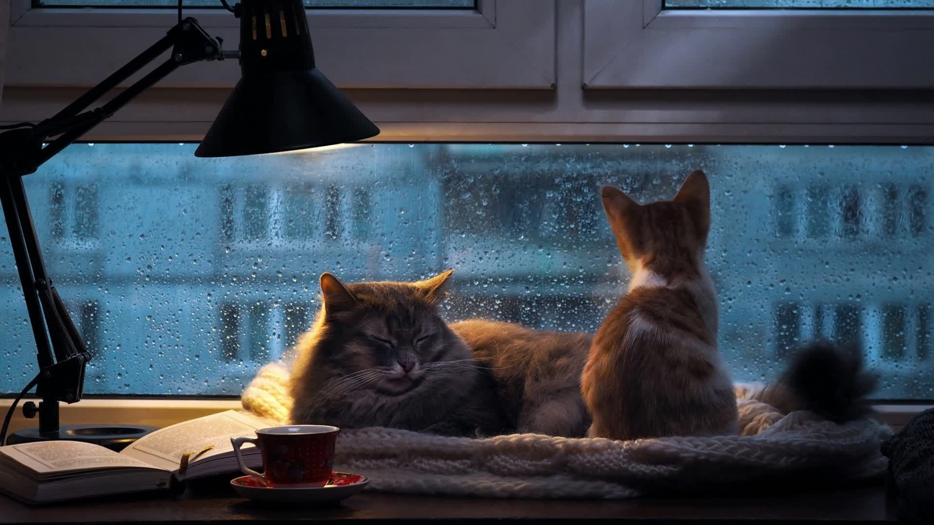 Download PC Rainy Day Cats Live Wallpaper Free