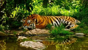 Download PC Tiger Resting By River Live Wallpaper Free