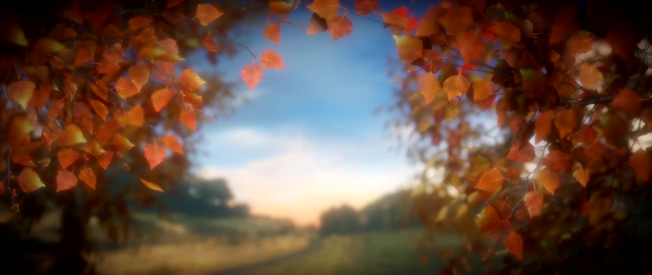 Download PC Falling Leaves Live Wallpaper Free