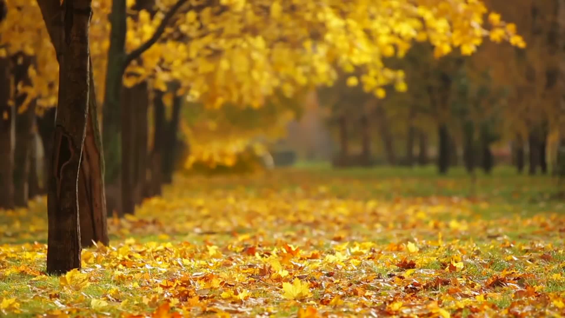 Download Fall 23881 Free Stock Video