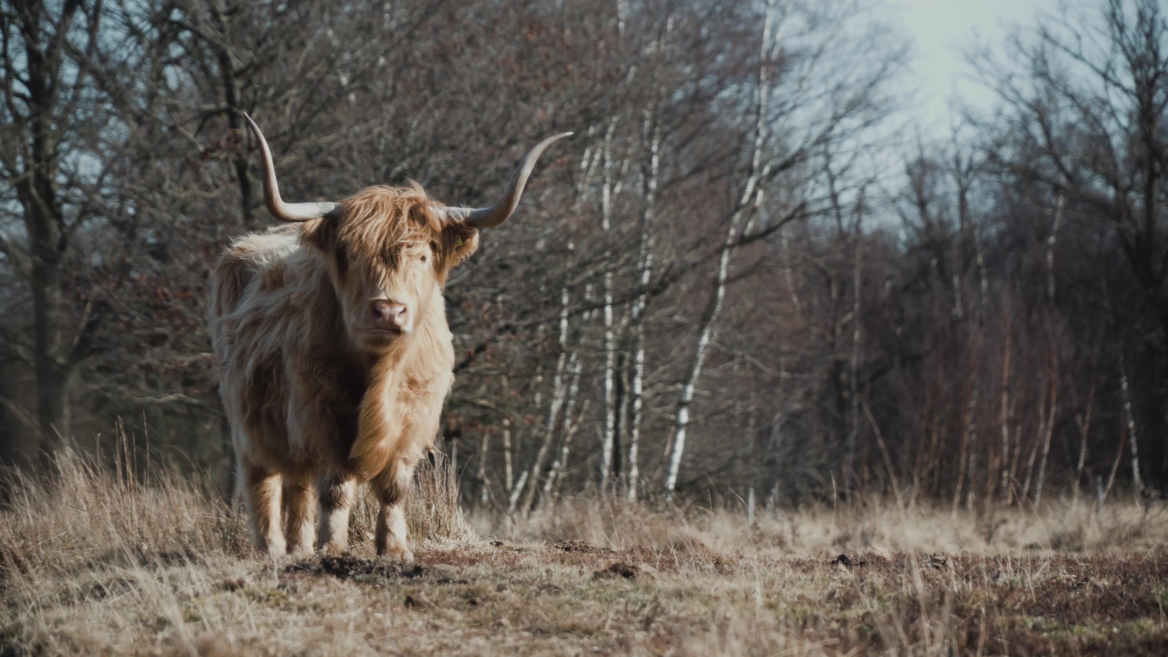 Download Highlandcows 65903 Original Free Stock Video