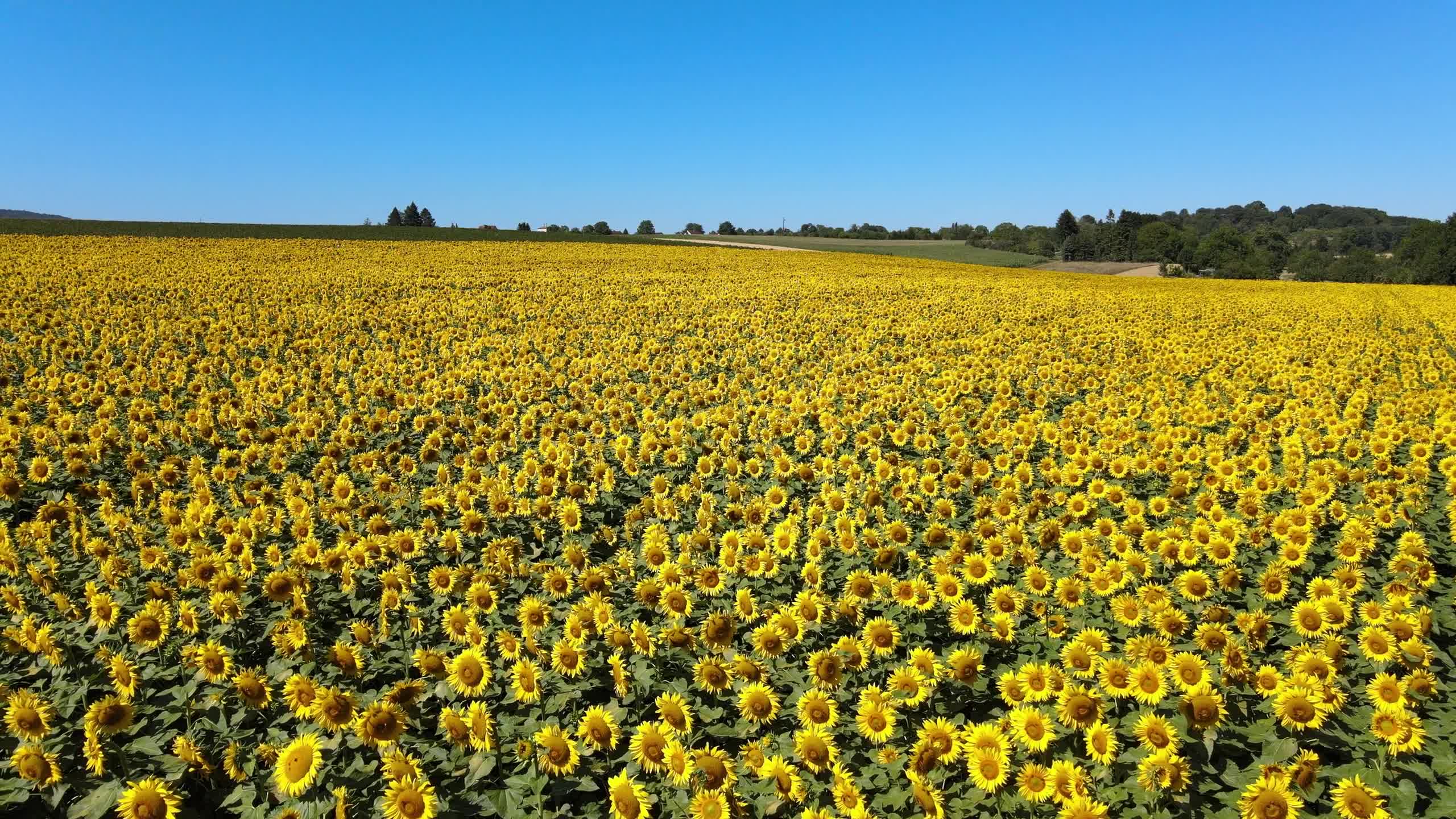 Download Sunflowers 59483 Free Stock Video