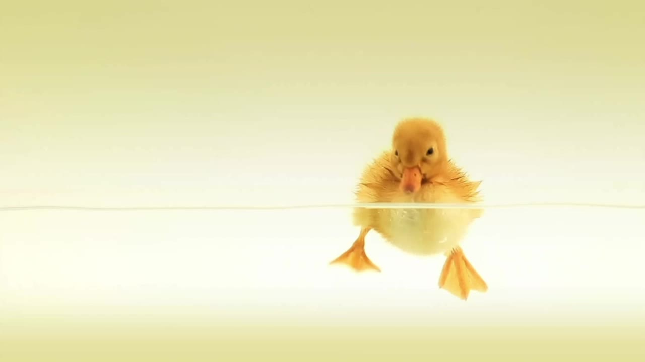 Download Baby Duck Swimming HD Live Wallpaper For PC