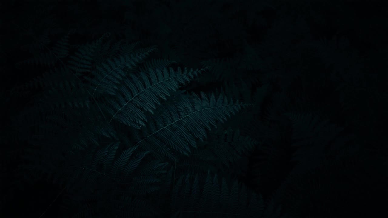 Download Ferns HD Live Wallpaper For PC