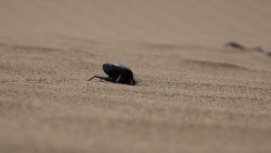 Download Stock Video A Beetle Digging In The Sand Live Wallpaper for PC