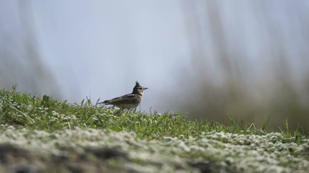 Download Stock Video A Bird Walking In The Grass Live Wallpaper for PC