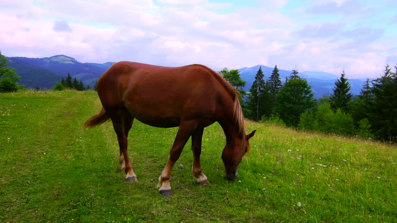 Download Stock Video A Brown Horse Grazing In A Meadow Live Wallpaper for PC