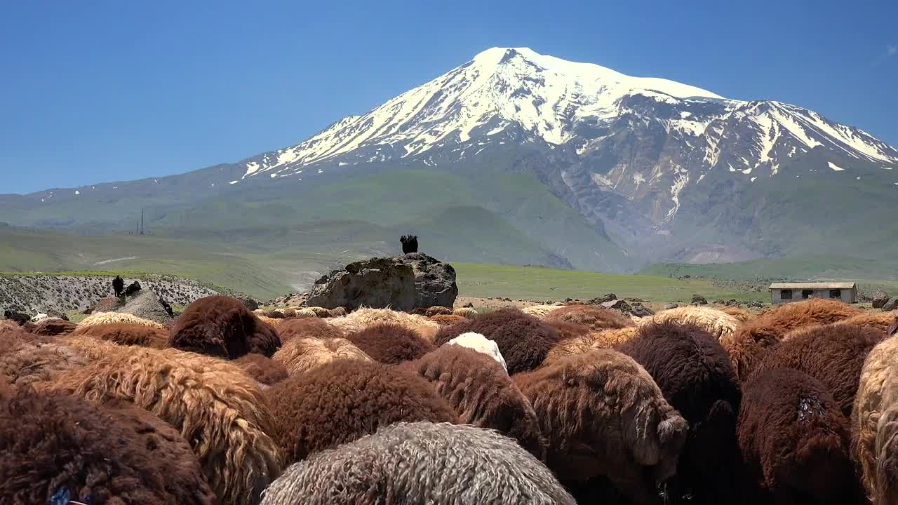 Download Stock Video A Brown Sheep Herd And A Snowy Mountain In The Live Wallpaper for PC