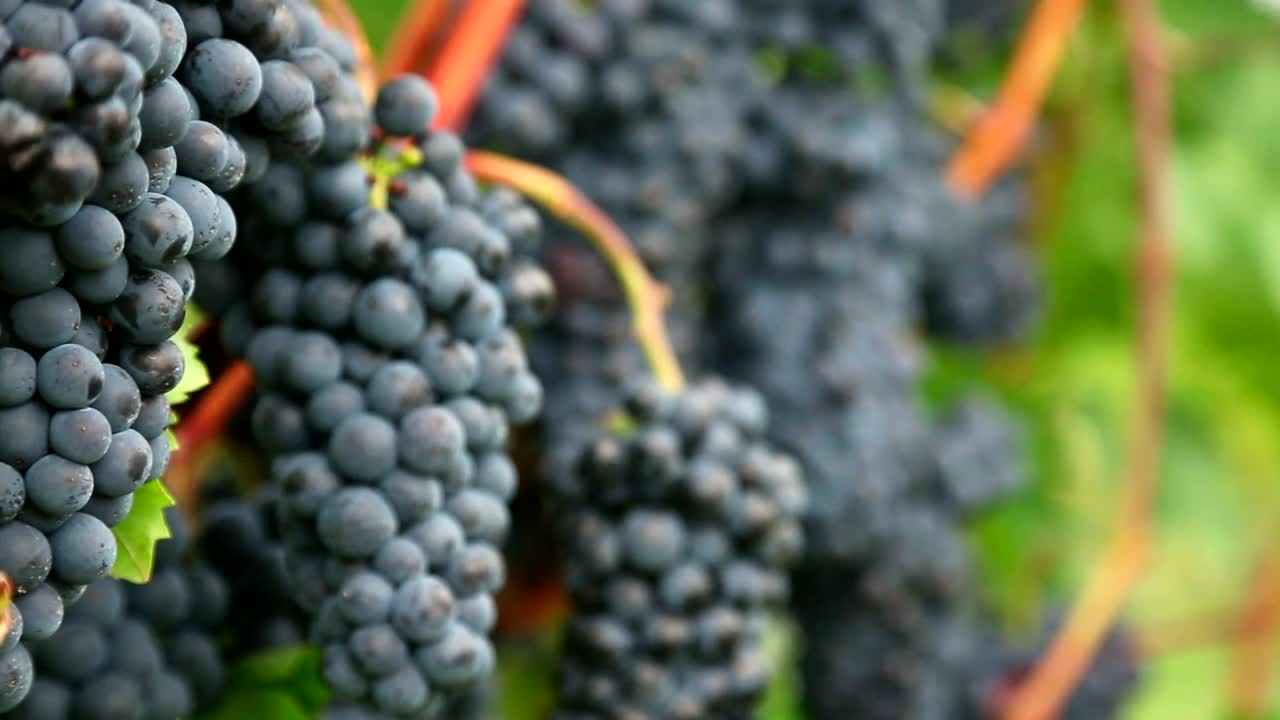 Download Stock Video A Cluster Of Grapes Close Up Live Wallpaper for PC