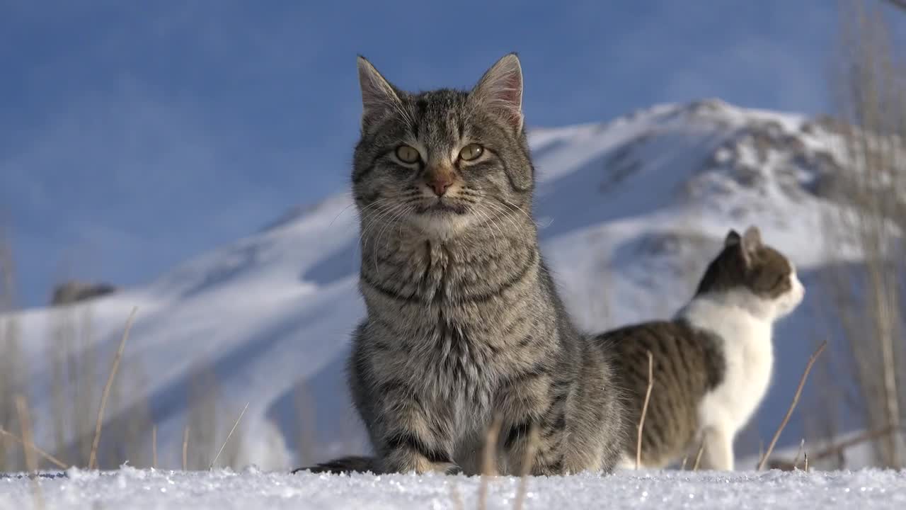 Download Stock Video A Couple Of Cats In The Snow Live Wallpaper for PC