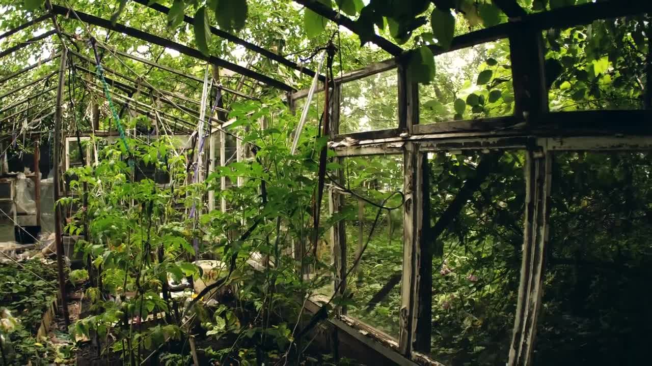 Download Stock Video Abandoned Greenhouse Live Wallpaper for PC