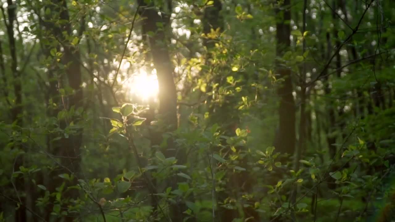 Download Stock Video Abundant Trees In A Jungle Live Wallpaper for PC