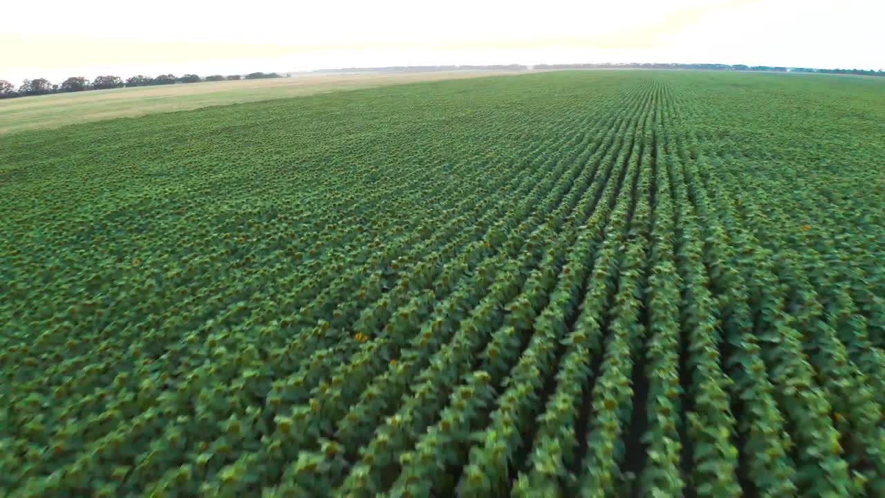 Download Stock Video Aerial Panorama Of A Gigantic Field Of Crops Live Wallpaper for PC