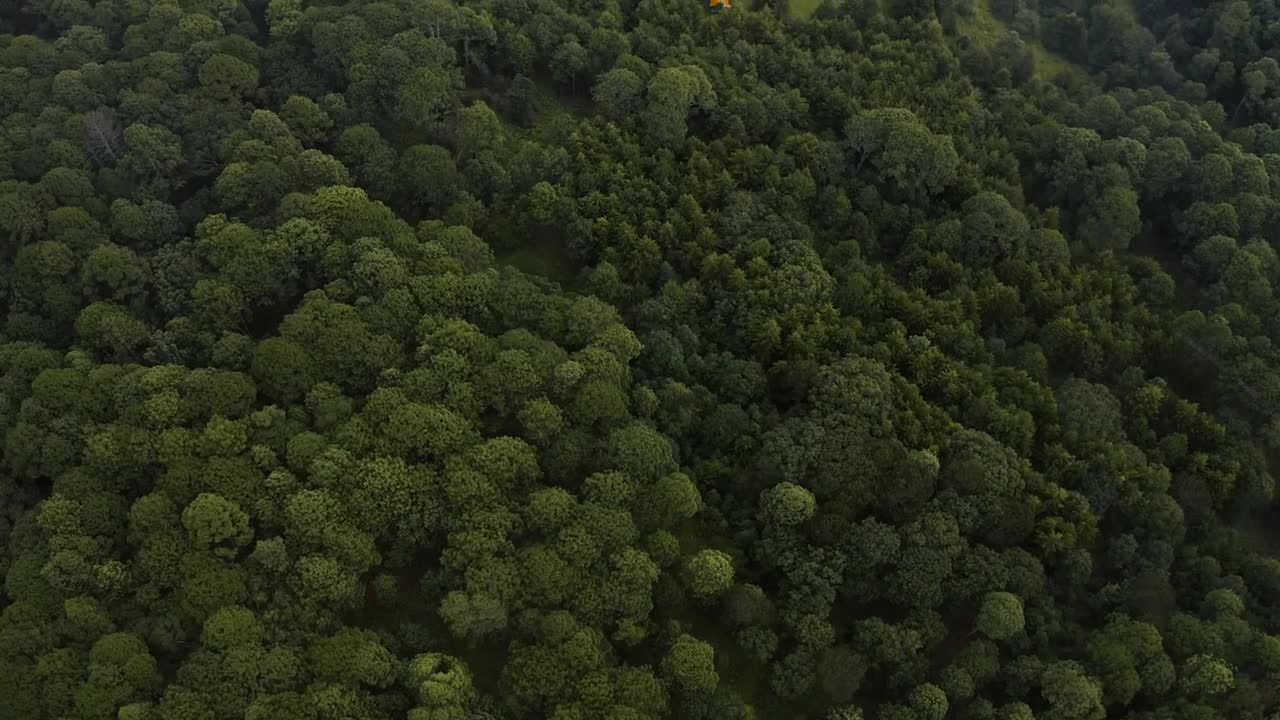 Download Stock Video Aerial Shot Of A Forest Covered With Trees And Vegetation Live Wallpaper for PC