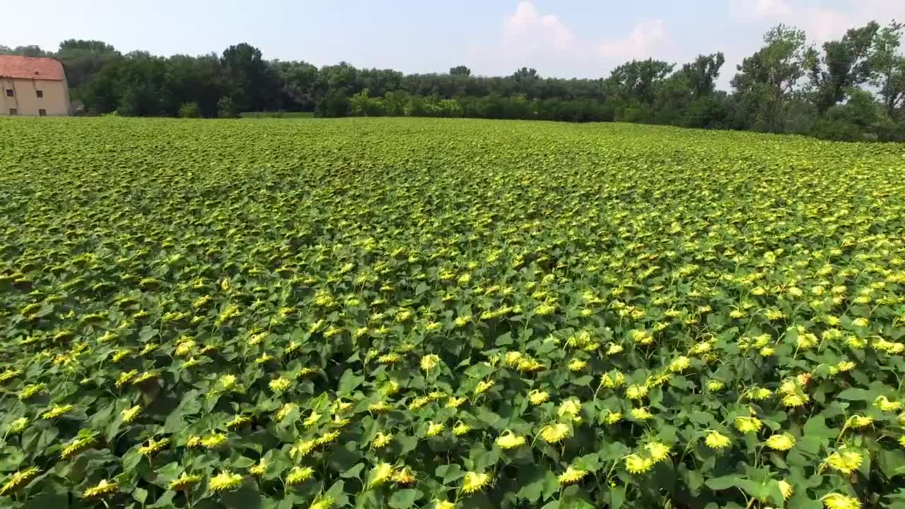 Download Stock Video Aerial Tour Above An Immense Field Of Sunflowers Live Wallpaper for PC