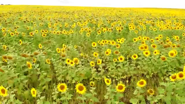 Download Stock Video Aerial Tour Near A Large Field Of Sunflowers Live Wallpaper for PC