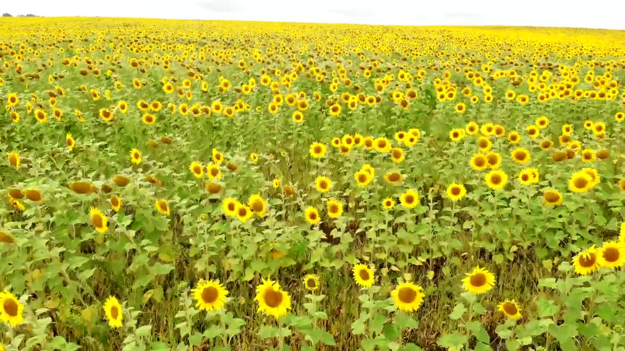 Download Stock Video Aerial Tour Near A Large Field Of Sunflowers  Larg Live Wallpaper for PC