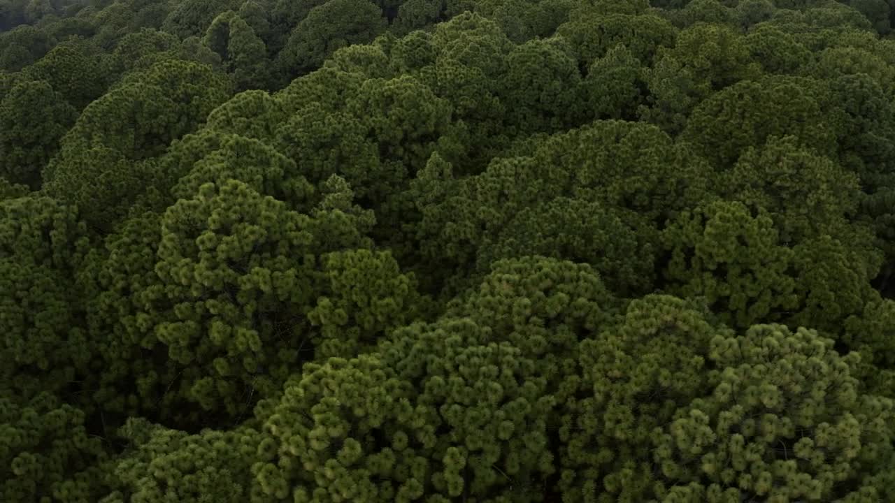 Download Stock Video Aerial Tour Of A Dense Forest Full Of Trees Live Wallpaper for PC