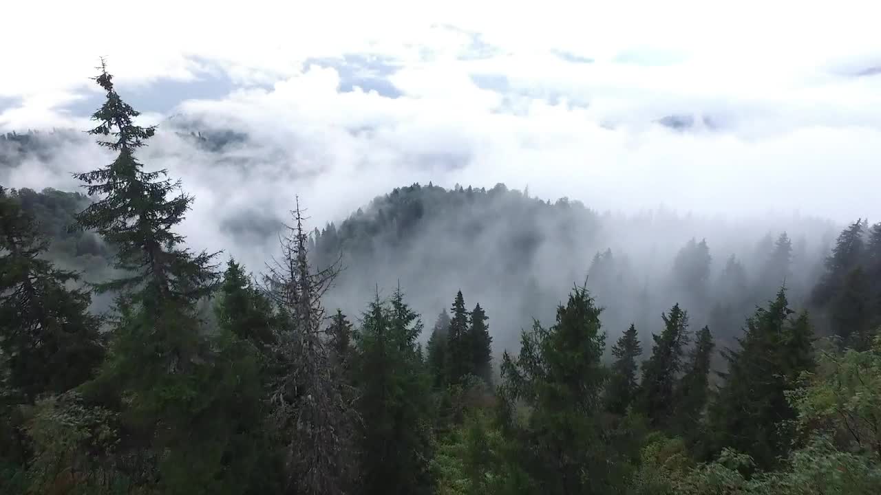 Download Stock Video Aerial View Of A Pine Forest With Fog And Clouds Live Wallpaper for PC