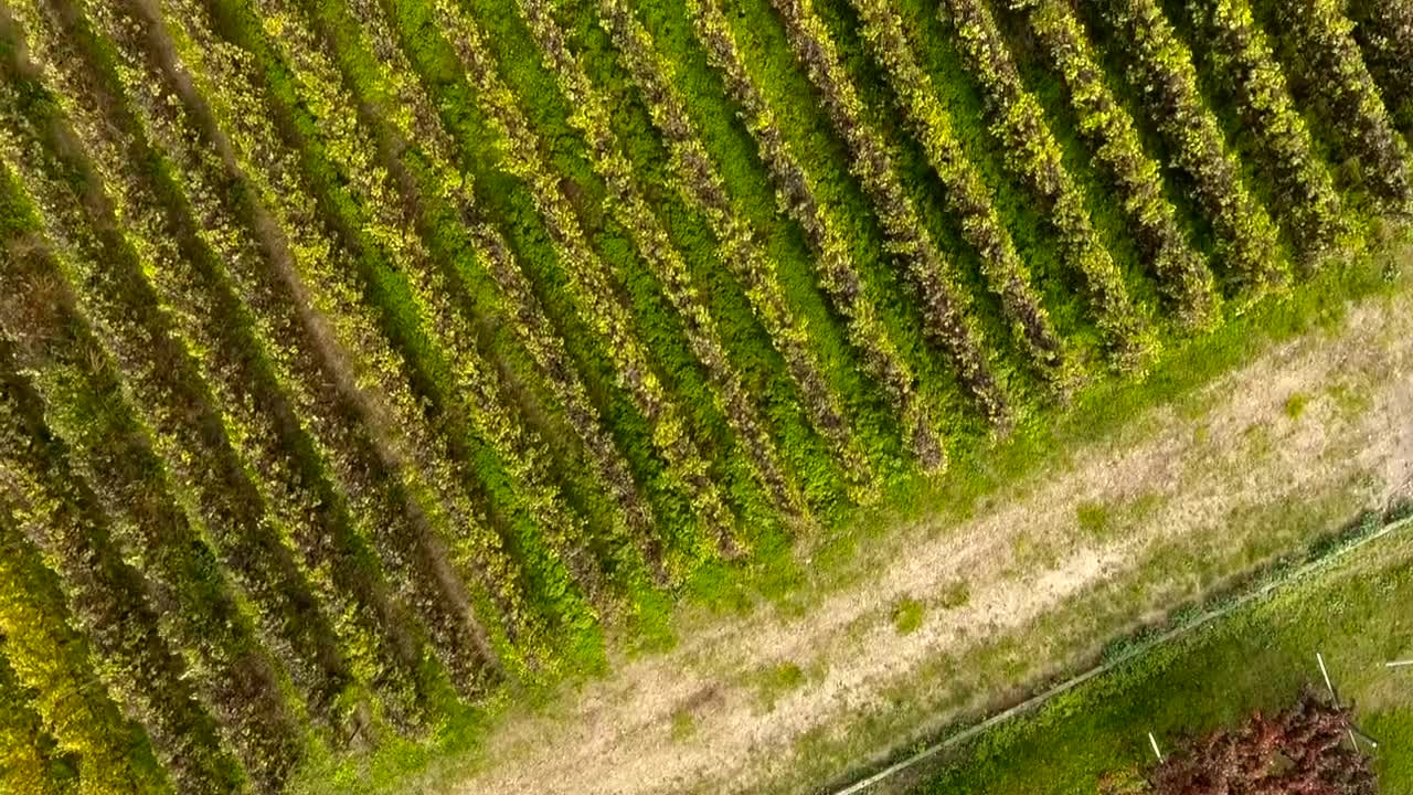 Download Stock Video Aerial View Of Vineyards Live Wallpaper for PC