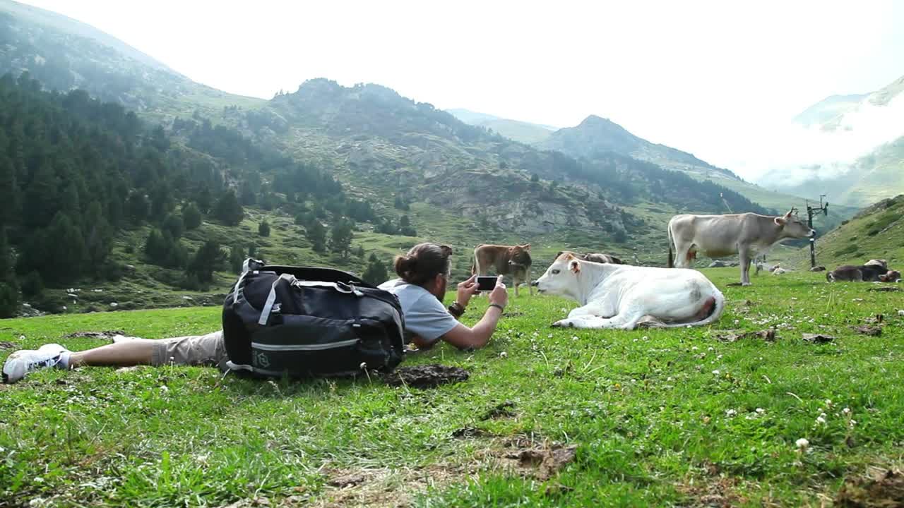 Download Stock Video Backpacker Taking Photos Of A Calf In The Valley Live Wallpaper For PC