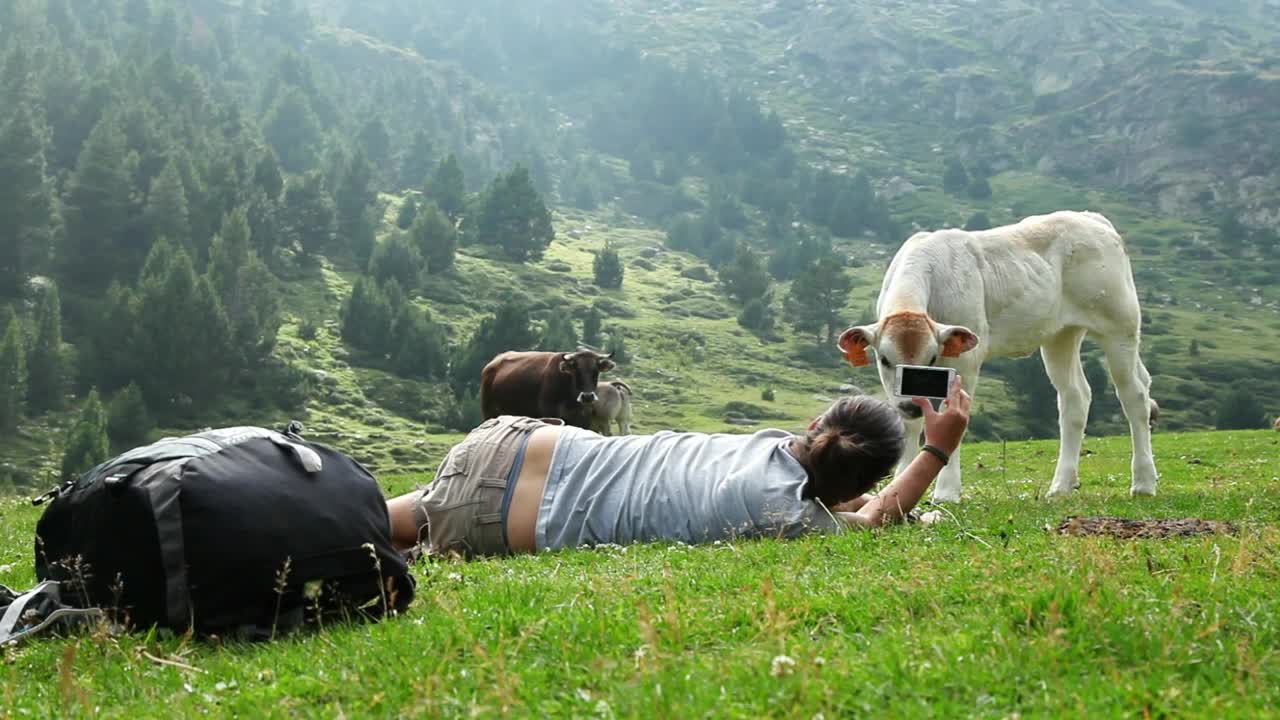 Download Stock Video Backpacker Filming A Calf In A Valley Live Wallpaper For PC