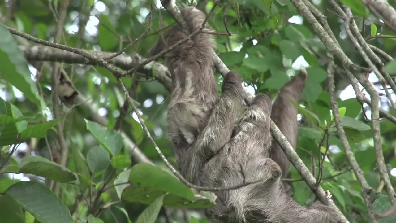 Download Stock Video Baby Sloth With His Mom In A Tree Live Wallpaper For PC