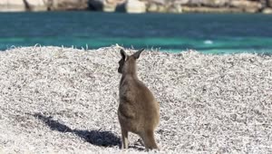 Download Stock Video Baby Kangaroo Relaxing On The Beach Live Wallpaper For PC