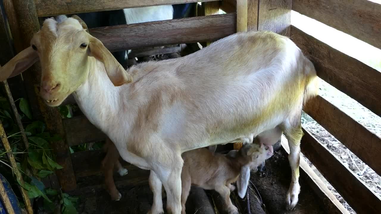 Download Stock Video Baby Goat Drinking Milk From His Mother At The Farm Live Wallpaper For PC