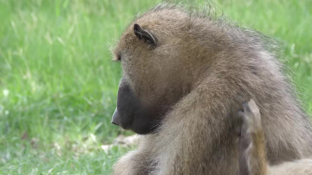 Download Stock Video Baboon Monkey Eating Seeds Live Wallpaper For PC