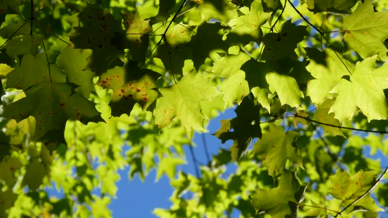 Download Stock Video Autumn Maple Leaves Being Moved By The Wind Live Wallpaper For PC