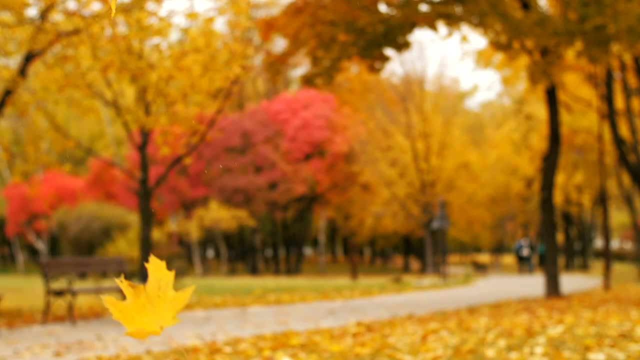 Download Stock Video Autumn Leaves Falling In A Park Live Wallpaper For PC