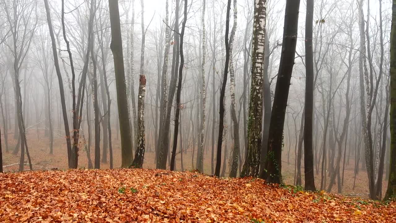 Download Stock Video Autumn In A Forest Live Wallpaper For PC