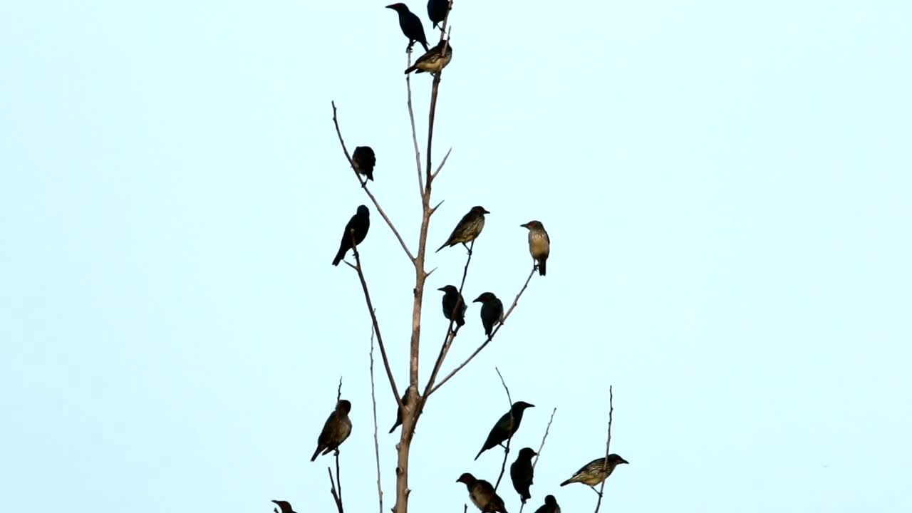 Download Stock Video Asian Starlings In A Large Group Live Wallpaper For PC