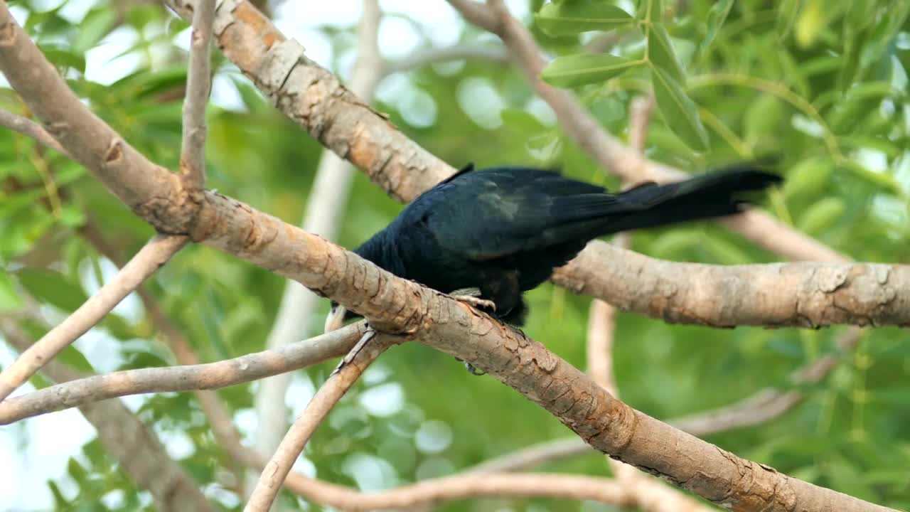 Download Stock Video Asian Koel In The Wild Live Wallpaper For PC