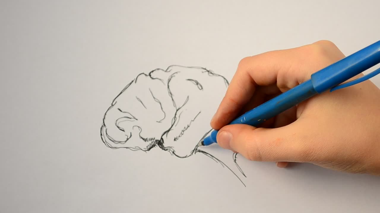 Download Stock Video Artist Drawing A Human Brain Live Wallpaper For PC