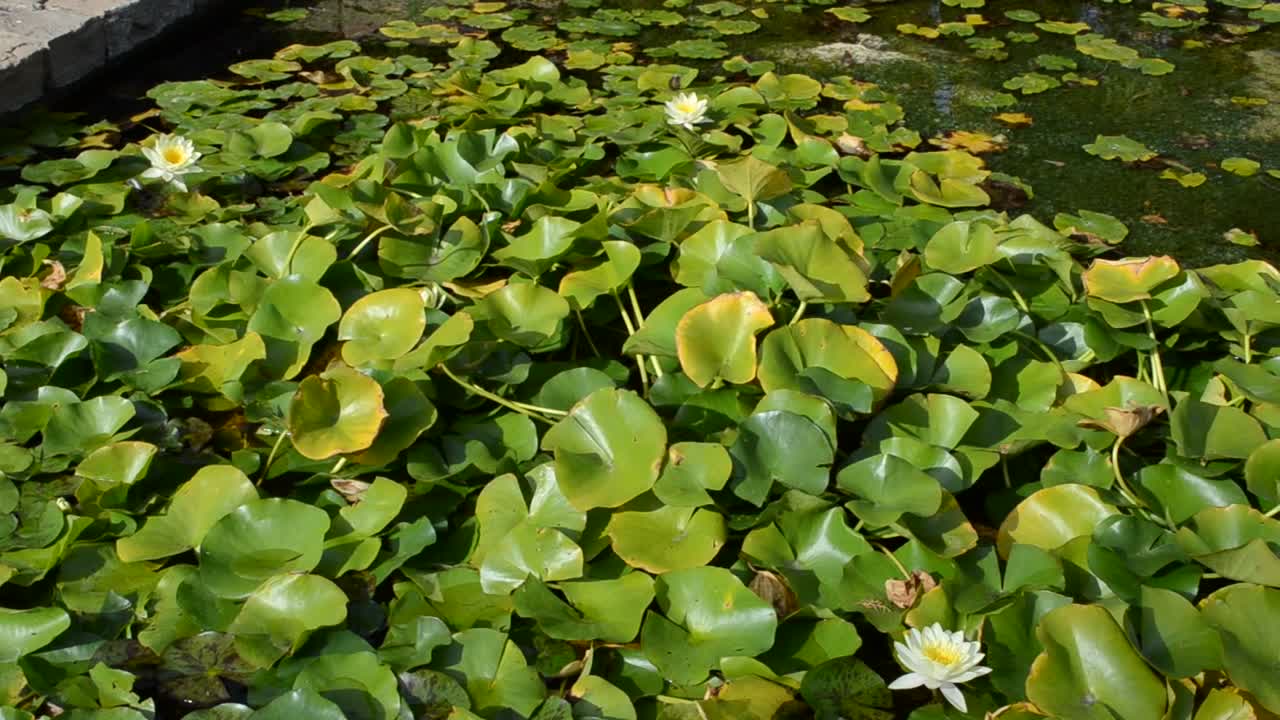 Download Stock Video Artificial Pond In Spain Live Wallpaper For PC