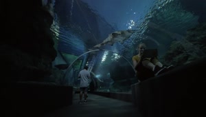 Download Stock Video Aquarium Tunnel Of Sharks Live Wallpaper For PC